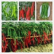 Malaysia High Quality High Yield Spot 20 pcs Long Chilli Seeds Home Garden Delicious Organic Vegetables Plant Biji Benih Sayur Sayuran Benih Pokok Bunga Hidup Air Plant Indoor outdoor Plant keladi Others