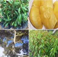 [LIMITED TIME OFFER] ANAK POKOK DURIAN MUSANG KING HYBIRD (WEST MALAYSIA ONLY) Buah Buahan Fruits Live Plant