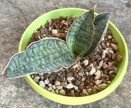 銀虎虎尾蘭 4.5寸盆 厚葉款 多肉植物 綠化觀賞植栽 室內外植物 觀賞療癒植栽