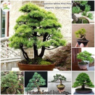 [COD+Local Ready Stock] 50pcs Japanese Pine Pinus Seeds for Sale Parviflora Tree Bonsai Seeds Home Garden Planting