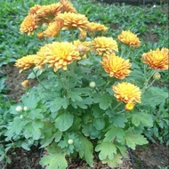 Tanaman Bunga Aster / Bibit Bunga Aster