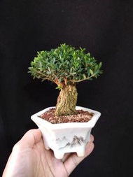 矮霸)珍珠葉鳳尾黃楊 精品老樁盆景  植物 盆栽 實拍 禮物 plant bonsai tree gift  👑9年五星老店