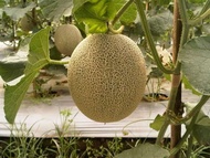 Benih Rock Melon F1