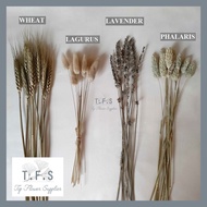 (1Pcs) Dried Flower Lavender Phalaris Lagurus Wheat Bunga Kering Asli
