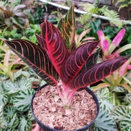 tanaman hias aglonema / aglaonema pride of sumatra / red hiznqd 6513ym