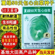 香港惟勤夏綠50天包心白菜種子 種籽進口耐熱大白菜種籽夏秋季蔬菜種子 種籽hn