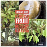 Anak pokok durian Duri hitam M saiz-Fruit Nursery Malaysia