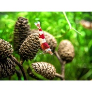 Alder Cones (Pack of 10) dried pine helps shrimp reduce stress and decorate aquariums