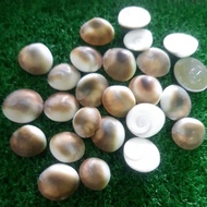 Green Gomathi Cakra  For  Prayer (7 pc )