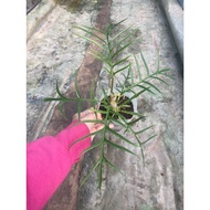 Healthy and beautiful Tortum soft pot