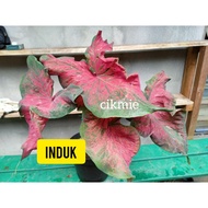 Keladi Red Ruffle @ Cat tumpah merecik