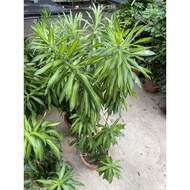 Dracaena Reflexa (Song of India) real live plant free organic fertiliser 0.5kg free organic soil 3kg