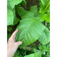 ♞seeds flower plants 2000  Fresh Virginia Golden Tobacco Seeds Ancestral Tobacco tabacum I5BK