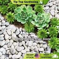 18kg Landscape White Pebble River Stone For Garden / Batu Sungai Hiasan Batu Aquarium