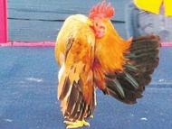 TELUR TETAS AYAM HIAS SERAMA SELAM