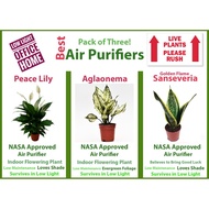 Set of 3 indoor, shade-loving air cleaning plants - Peace Lily (Spathiphyllum sp), Chinese Evergreen