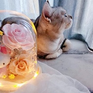 【 日本永生花】Kitty玻璃罩夜燈 可客製加入公仔 不凋花 送禮