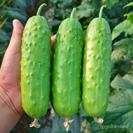 Shouhe Fruit Cucumber Seeds Early Mature Crisp Vegetable Seeds Yamei1No. Fruit Cucumber20Granule*2Bag FM8Y