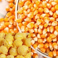 DIY爆米花 美國非基因改乾玉米粒 600公克/包 蘑菇球型爆米花玉米粒 爆米花玉米粒