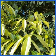 ◧ ◴ ◿ 1PCS Bay Leaf Seeds Laurel Plant Bayleaf Tree Seeds【COD】