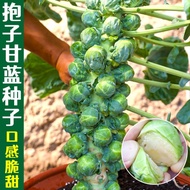 20 Biji Benih - Brussel Sprouts Long Island 孢子甘蓝种子