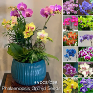35 Seeds ฟาแลนนอปซิส Colorful Phalaenopsis Orchid Seeds for Planting เมล็ดบอนสี เมล็ดดอกไม้ บอนสีสวยๆหายาก บอนสีหายากไทย บอลสีชนิดต่างๆ Others เมล็ดบอนสีสวยๆ plants ดอกไม้ บอลสี ต้นไม้ฟอกอากาศ ไม้ประดับมงคล ไม้ประดับ แจกฟรี ปลาสวยงาม สี เมล็ดพันธุ์ผัก