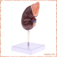 [IhoceMY] Lifesize 1:1 Human Anatomical Kidney Adrenal Gland Model w/Base Lab Ornament