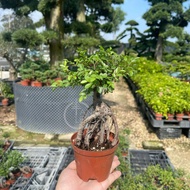 TKL - Outdoor Mini Bonsai Ulmus Pumila/ S shaped 室外骆驼榆盆栽/ S 造型