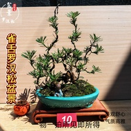 Tongue Arhat Pine Bonsai Arhat Pine Arhat Pine Bonsai Arhat Pine Arhat Pine Arhat Pine Ar