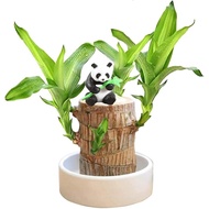 Lucky Bamboo Plant,wooden plants,Brazilian Wood Hydroponic Plants,Brazilian Lucky Tree,Mini Brazilia