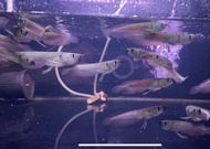 Ikan Hias Arwana / Arowana Silver Brazil Ukuran 10-12 CM