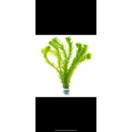 egeria densa aquatic plant