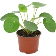 Pilea peperomioides, Chinese Money Plant, UFO Plant (0.2m) in plastic or ceramic pot. beautiful luck