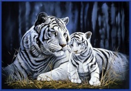Poster jumbo bahan albatros Harimau putih 3d uk 70 x 100 cm