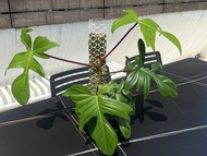 Philodendron "Florida green" 佛羅里達飛機蔓綠絨 / 上好水苔柱，應够春天來前的生長