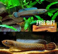 Ikan Channa Limbata + Free Toman Harimau