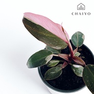 ฟิโลเดนดรอน พิงค์ปริ๊นเซส มาร์เบิล อายุ 8 เดือน กระถาง 4 นิ้ว Philodendron pink princess marble