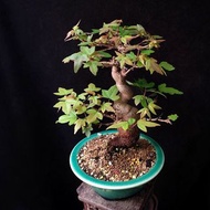 楓葉轉紅了！ 精品日本唐楓  全冠 獨幹 矮霸   楓葉 原生 老樁 三角楓 種定多根  非嫁接 掌上盆景 連 花盆 plant  Bonsai 植物 盆栽 Japanese  maple tree 