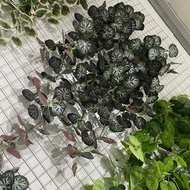 5-Prong Begonia Sweet Potato Wall Hanging Artificial Flower Artificial Plant Artificial Flower Ratta