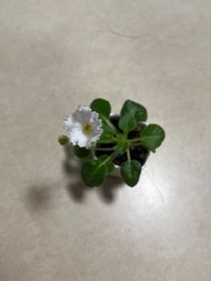 非洲紫羅蘭開花株