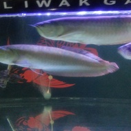 ikan arwana silver