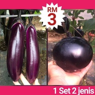 Q1+Q2 Biji Benih Terung Panjang Dan Bulat Eggplant Brinjal Long and Round