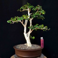 Tanaman Hias Mini Bonsai Pohon Serut Streblus Asper Gaya Twin Natural