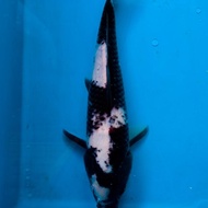 SHIRO Koi Import Sertifikat