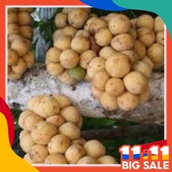 POKOK DOKONG Free 250ml baja mujarab BUAH/SUBUR -DOKONG HIBRID BUAH BESAR TANPA BIJI Super mania