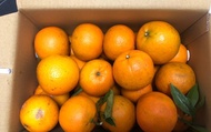 【大雪山上的桶柑 10斤裝】柑橘飽滿果粒甜中帶酸 給您C多多