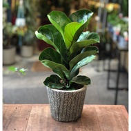 Fiddle leaf fig (fig farm pokok ficus)