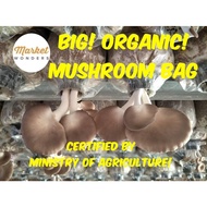 Bongkah CENDAWAN Tiram / Oyster MUSHROOM Growing Bag * Ready Stock *