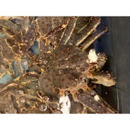‘Swimming’ Live Alaskan King Crab (5 sizes to choose from)