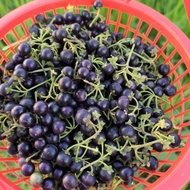 Fruit Fruit Seeds Purple Black Dragon Sunflower Seeds Farm Black Yoyo Farm Courtyard Potted Seeds Dr